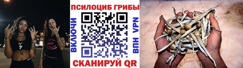 Галлюциногенные грибы Psilocybine cubensis  Горно-Алтайск 